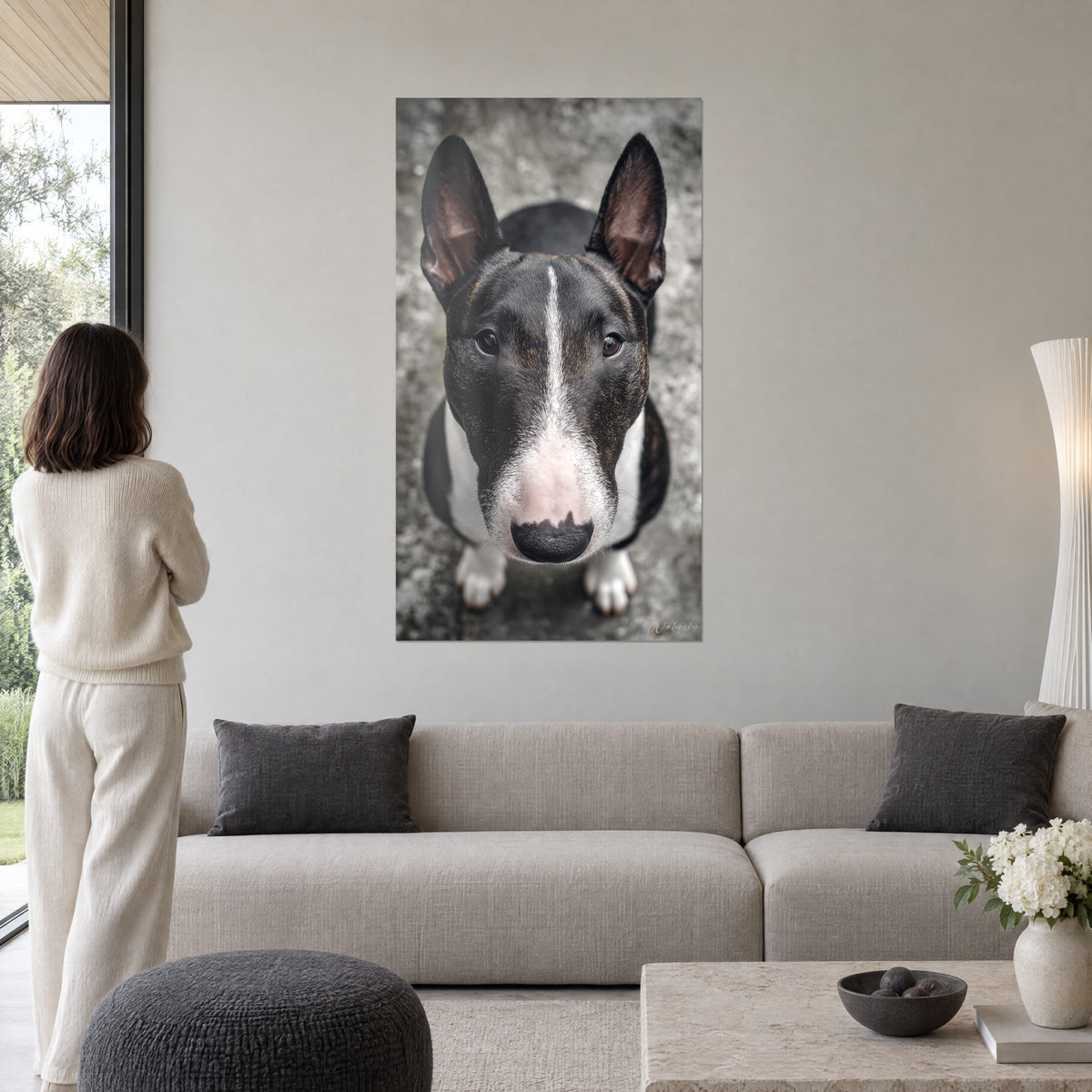 Obraz czarno-biały bull terrier o ciemnych oczach, biały pasek na czole, kobieta tyłem, nad sofą w jasnym salonie