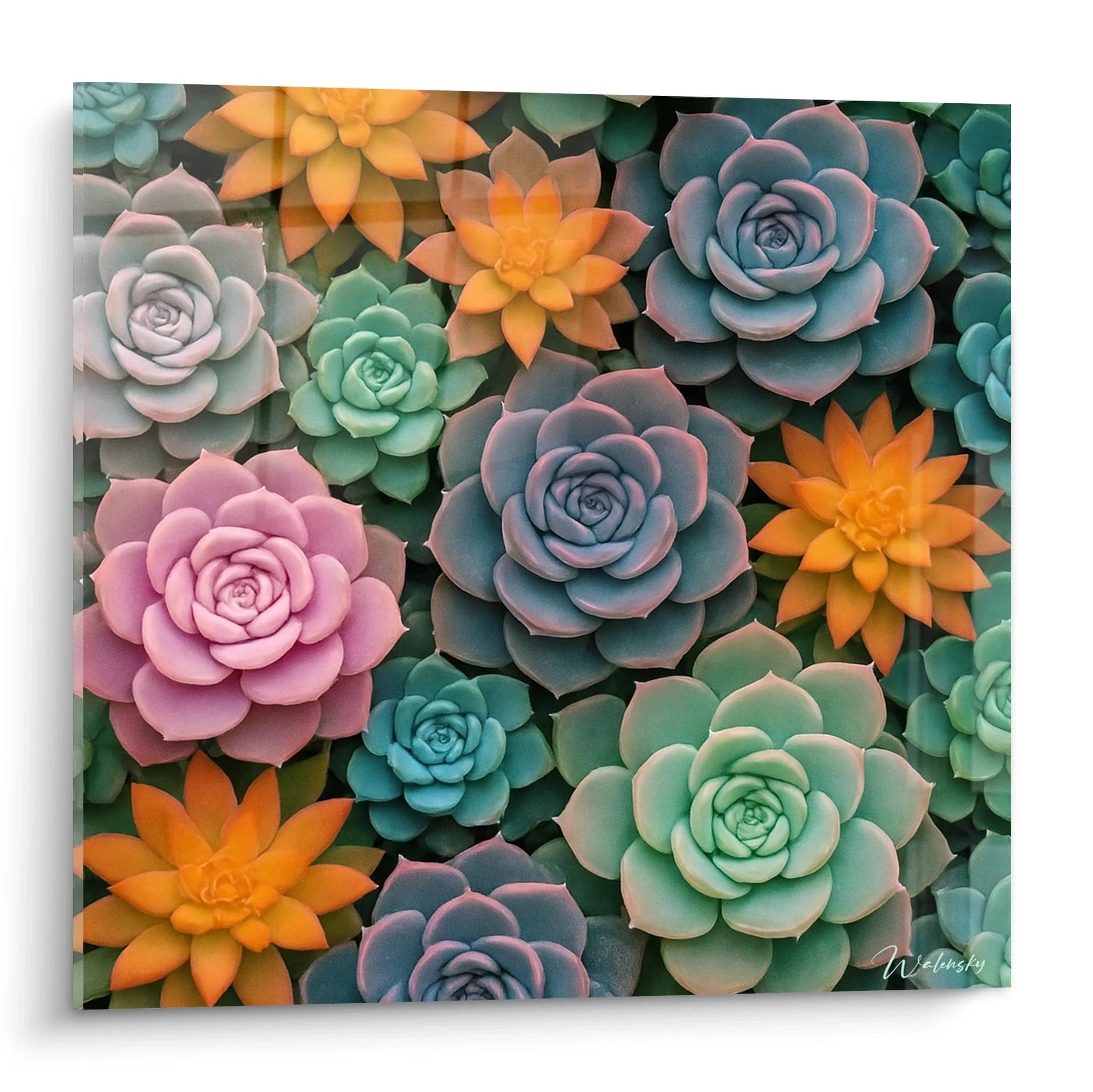 Un tableau succulentes présentant une composition dense de rosettes aux teintes bleu-vert, ponctuée de plantes orange vif et roses. Les formes géométriques parfaites créent une mosaïque végétale aux textures lisses et charnues.
