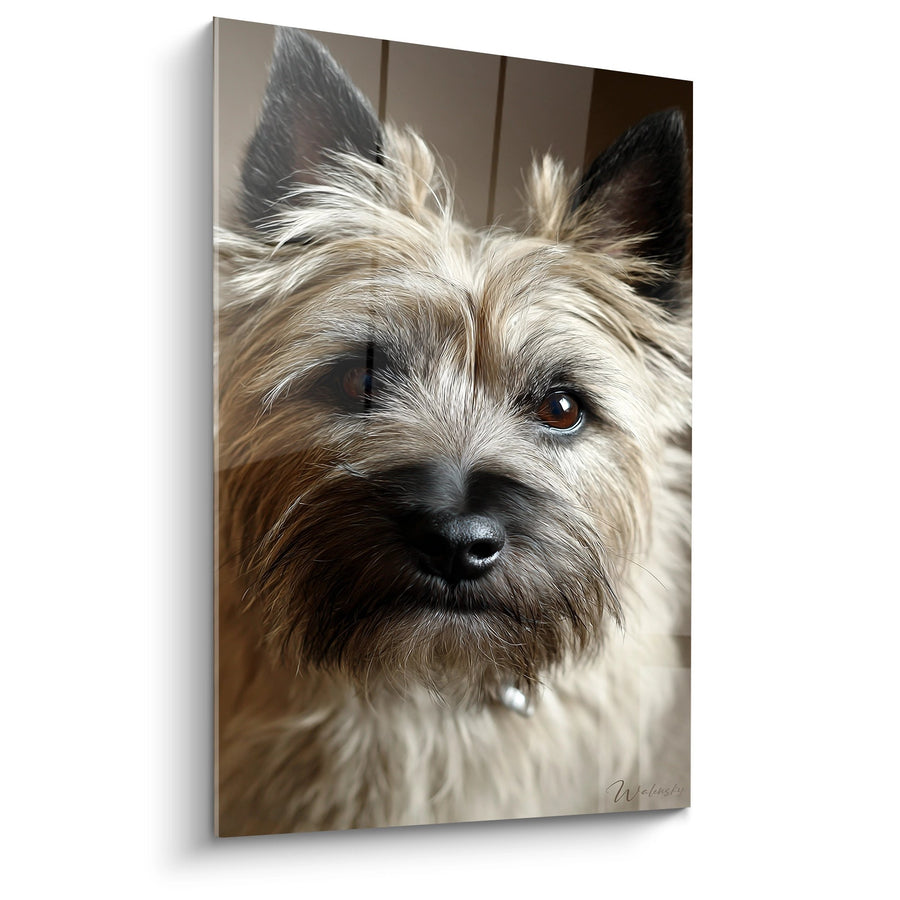 Tableau Chien aux Yeux Ambrés Regard Intense - Portrait Intimiste - Edition Cairn Terrier