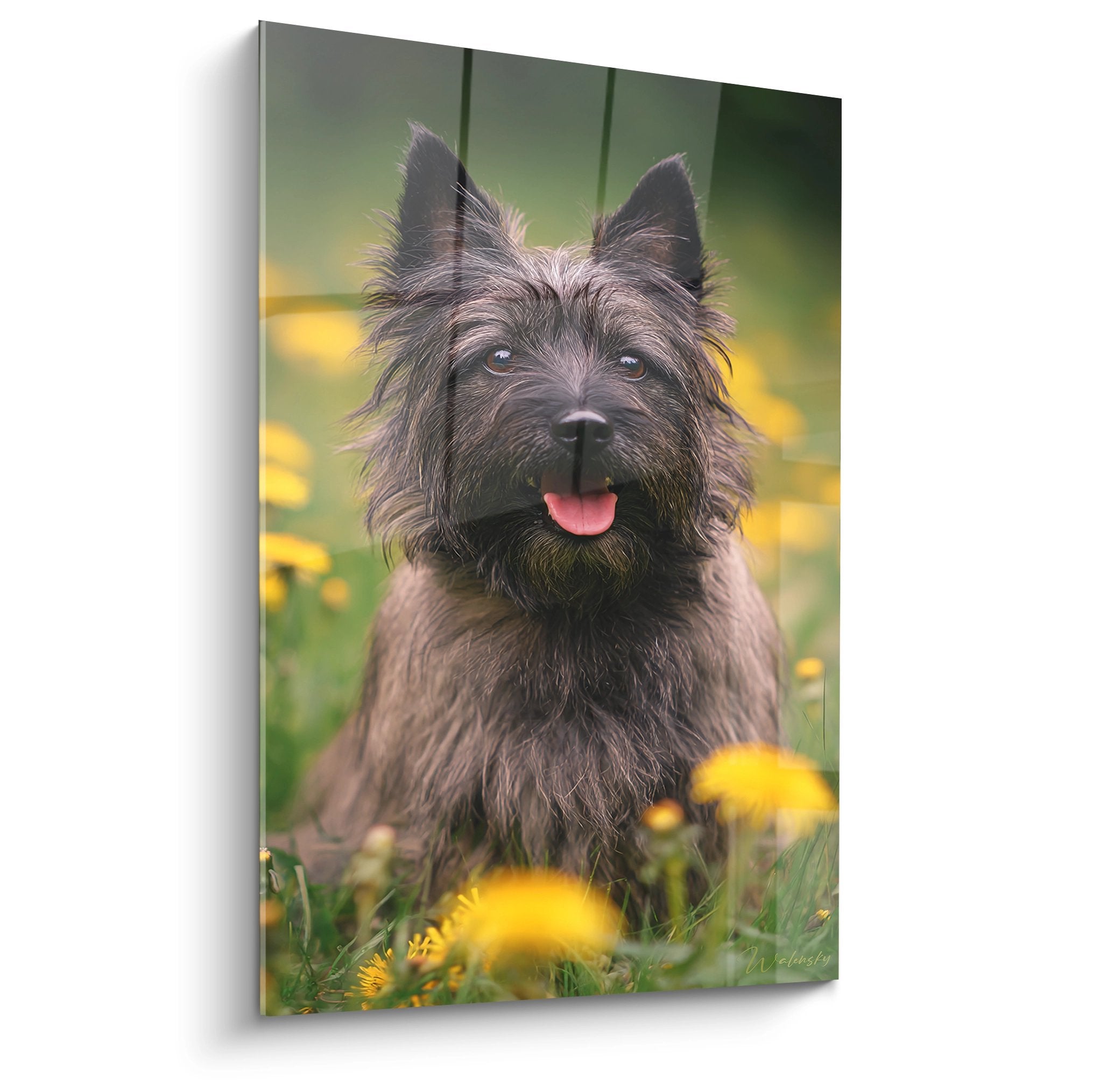 Cairn Terrier gris au regard expressif assis dans prairie fleurie de fleurs jaunes sur fond vert flou
