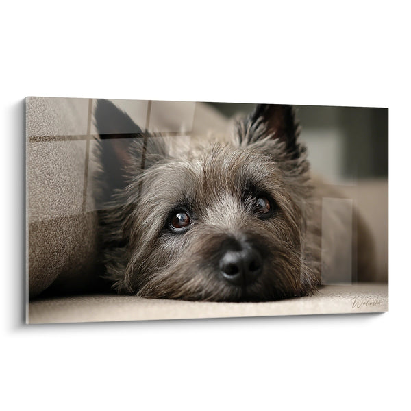 Cuadro Mirada Tierna de Cairn Terrier de Ojos Marrones - Ternura Canina - Edición Cairn Terrier