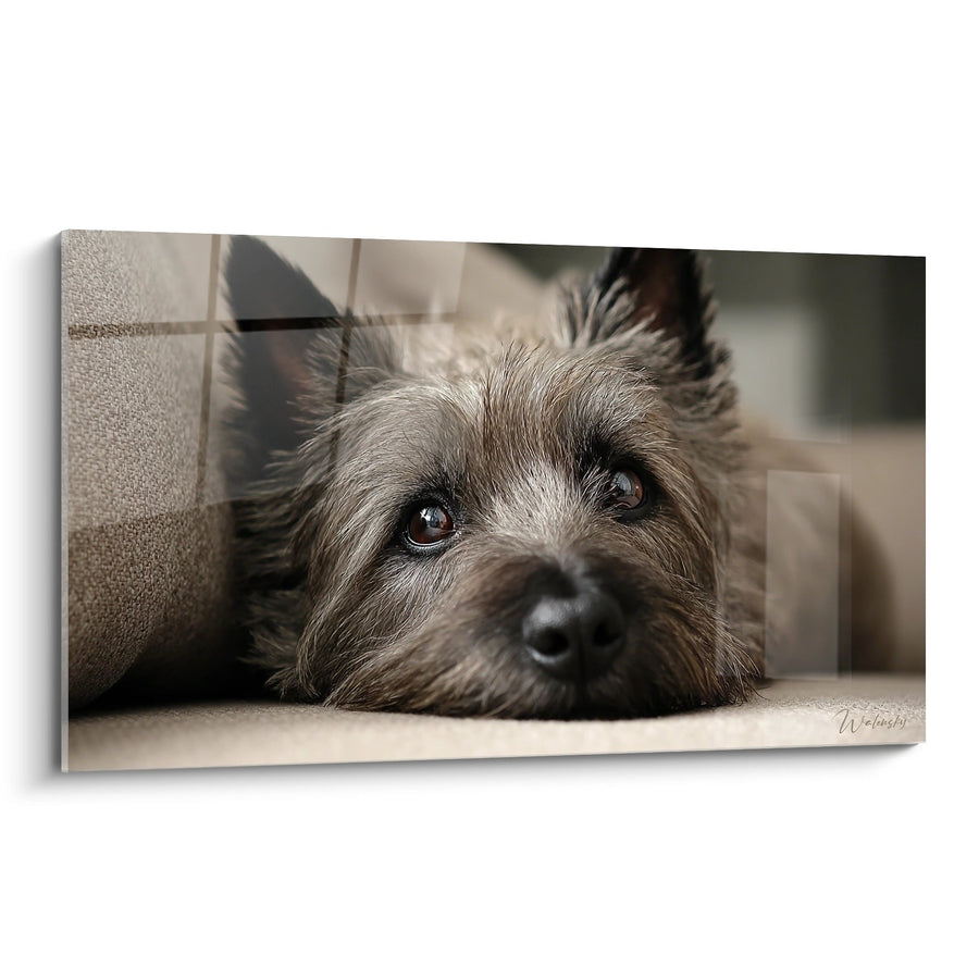 Tableau Regard Tendre de Cairn Terrier aux Yeux Bruns - Tendresse Canine - Edition Cairn Terrier