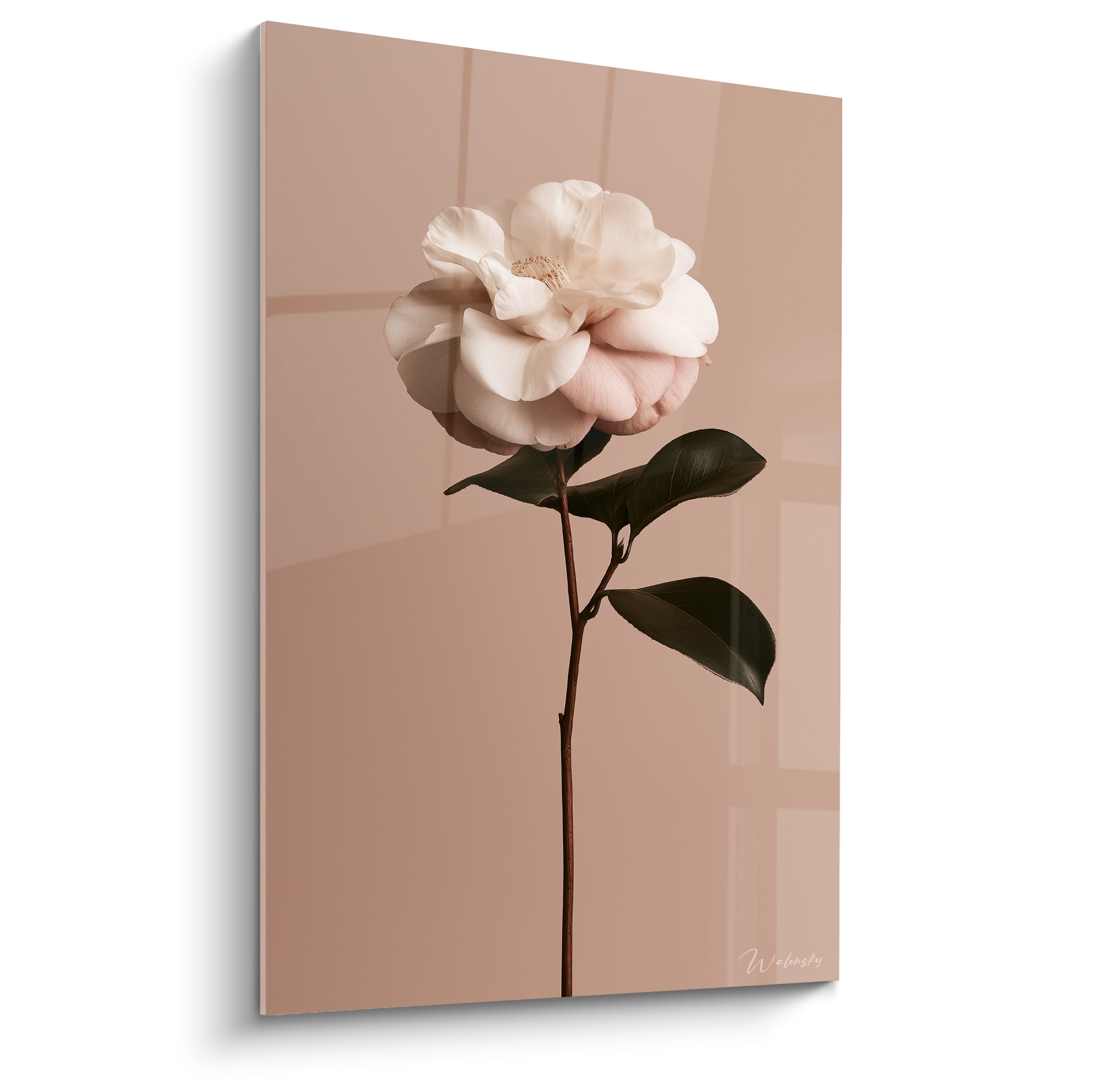 Camélia blanc aux pétales froissés sur fond terracotta uni, tige et feuilles vert sombre visibles