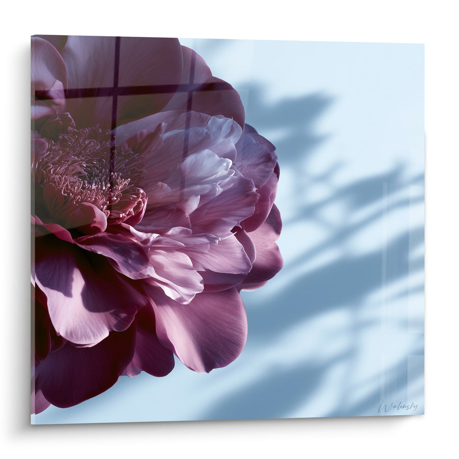 Tableau Camélia rose et bleu ciel près d'une fenêtre ombragée - Ombre végétale portée - Edition Camélia