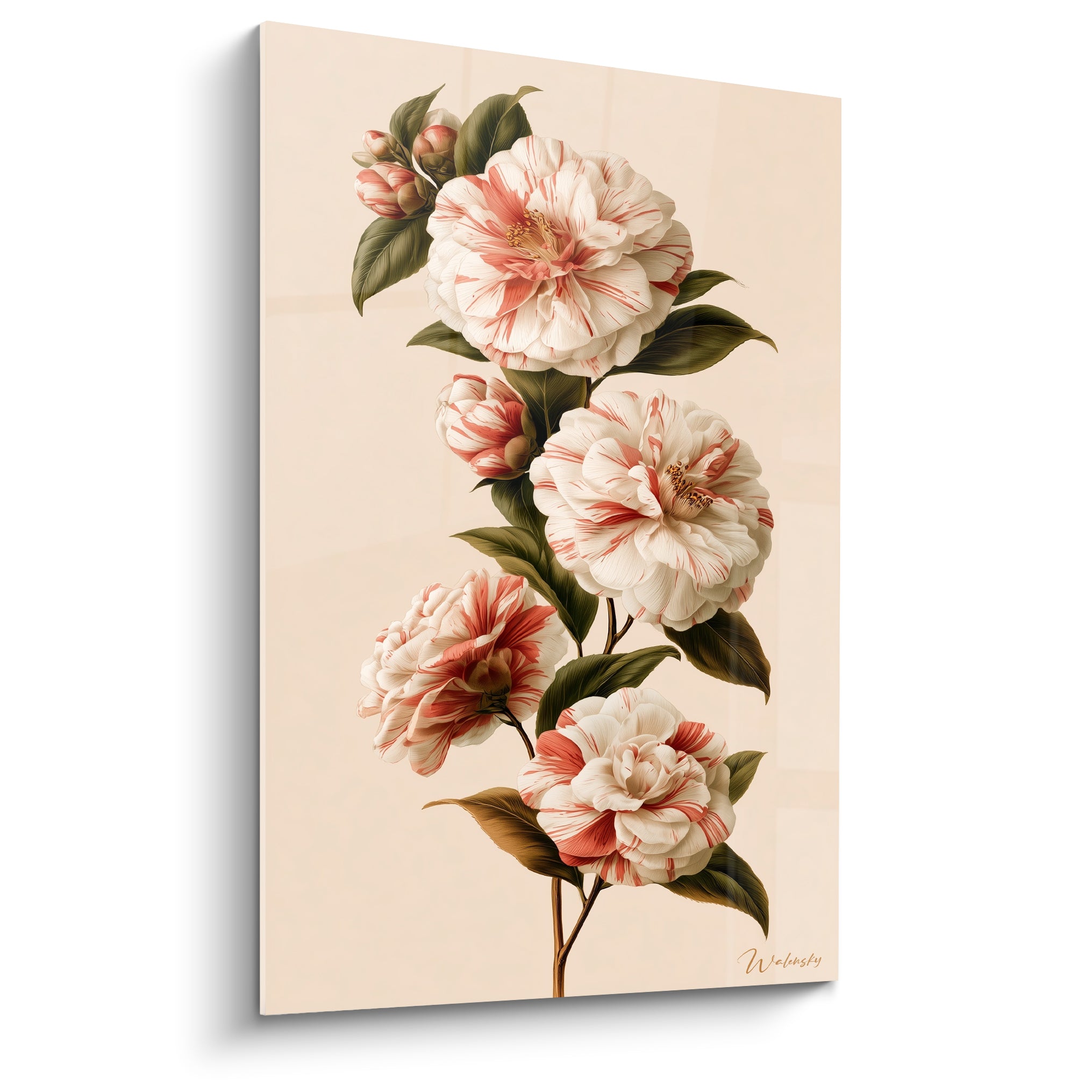 Camélias blancs striés de rose corail sur fond ivoire, cinq fleurs et feuillage vert olive