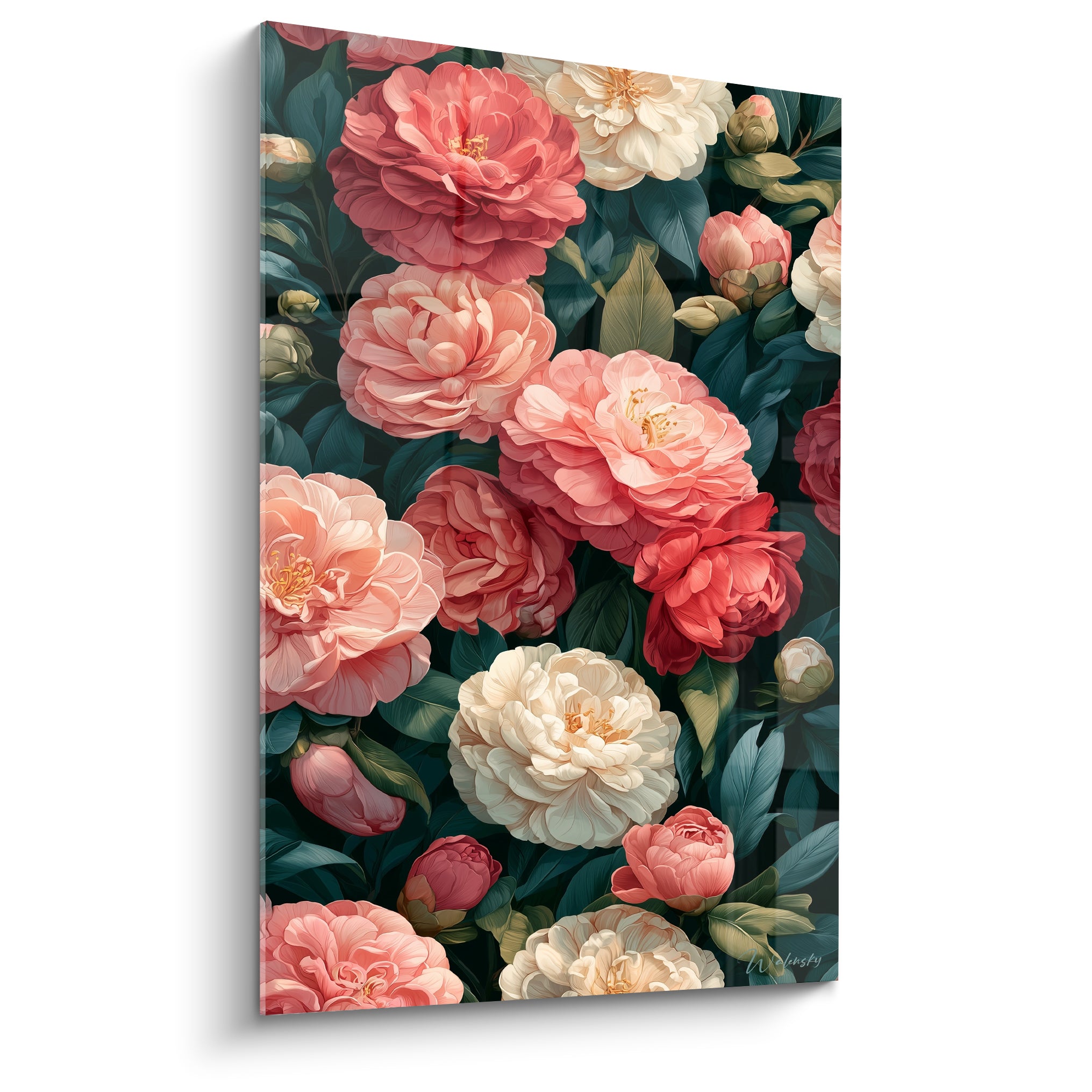 Camélias roses, corail et blancs sur feuillage vert sombre, pétales denses en pleine floraison