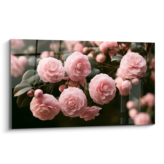 Camélias roses en grappe sur fond noir, pétales délicats et feuilles vert sombre en pleine lumière