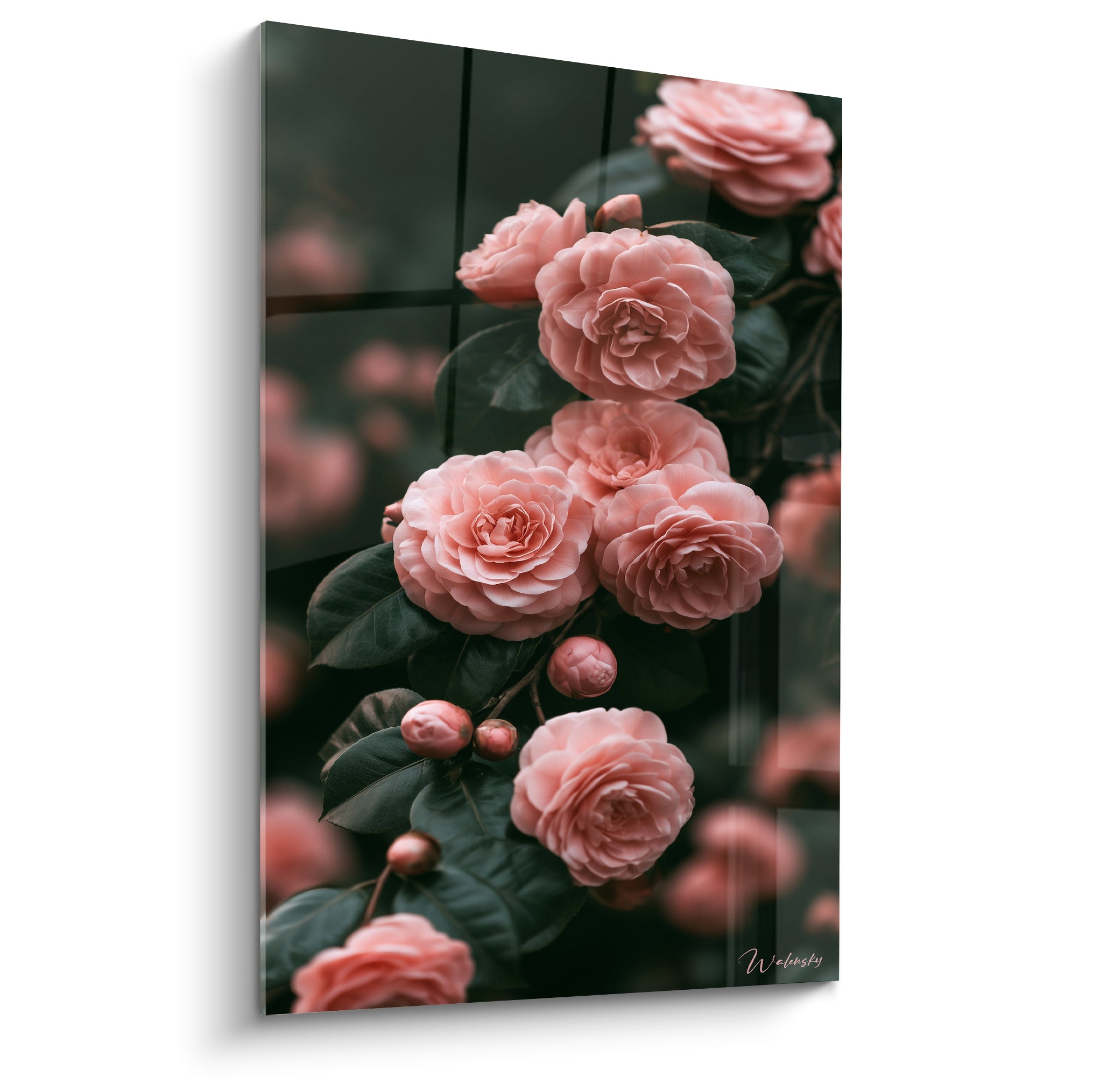 Camélia rose poudré aux pétales denses sur fond vert anthracite, composition botanique verticale