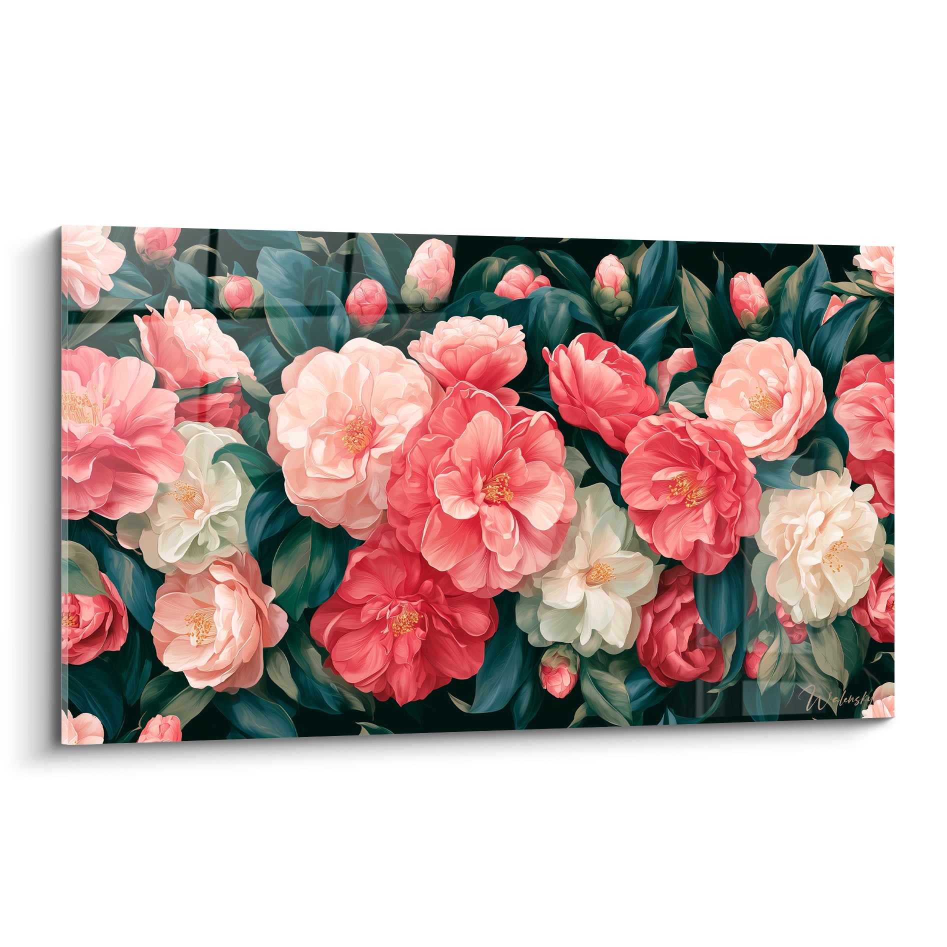 Camélias roses, corail et blancs aux pétales denses sur fond de feuillage vert sombre