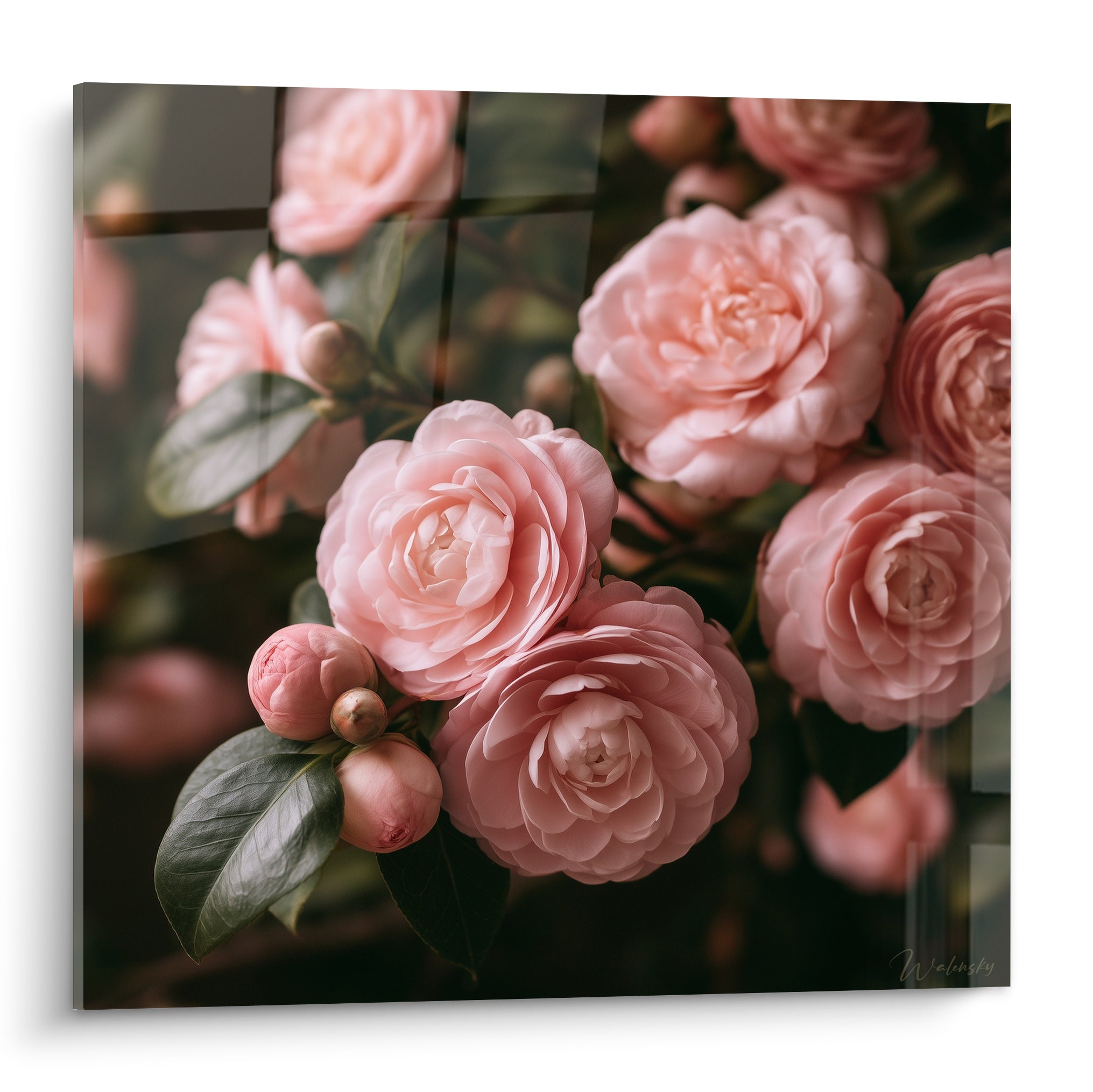 Camélias roses en pleine floraison sur fond vert sombre, pétales soyeux et boutons délicats