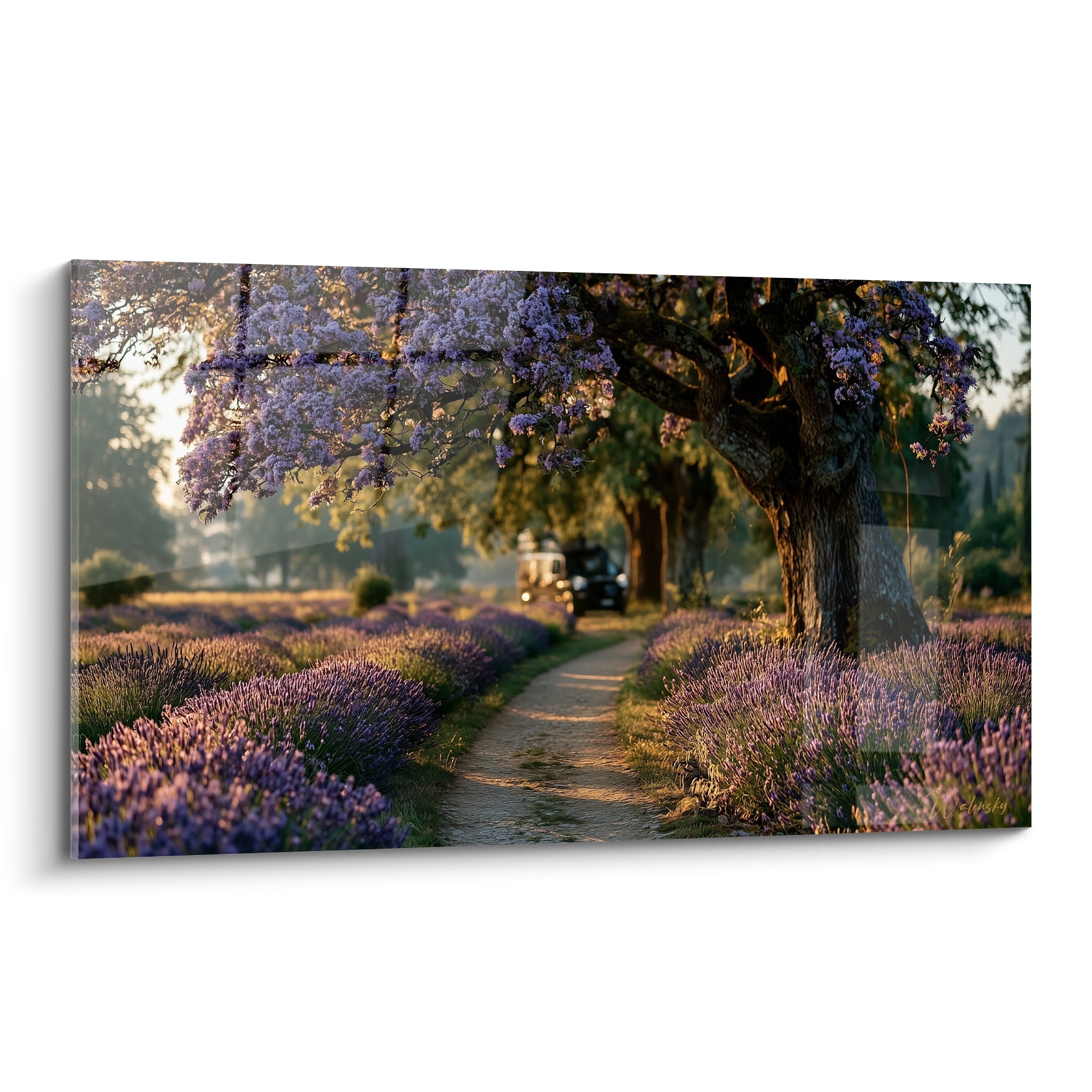 Champ de lavande violette et van doré traversant un chemin baigné de lumière du soir