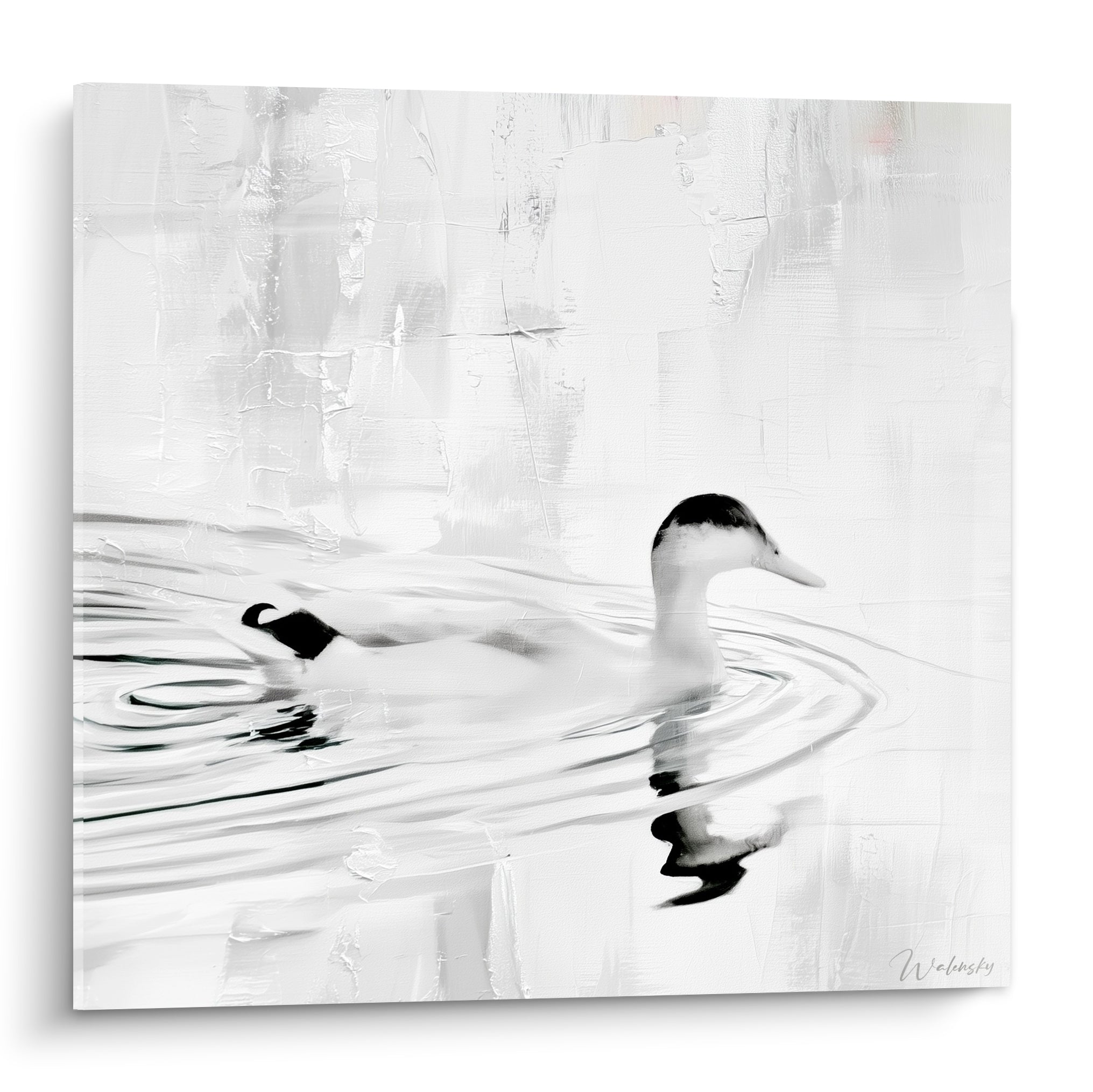 Canard blanc et anthracite nageant sur une eau texturée aux reflets gris perle
