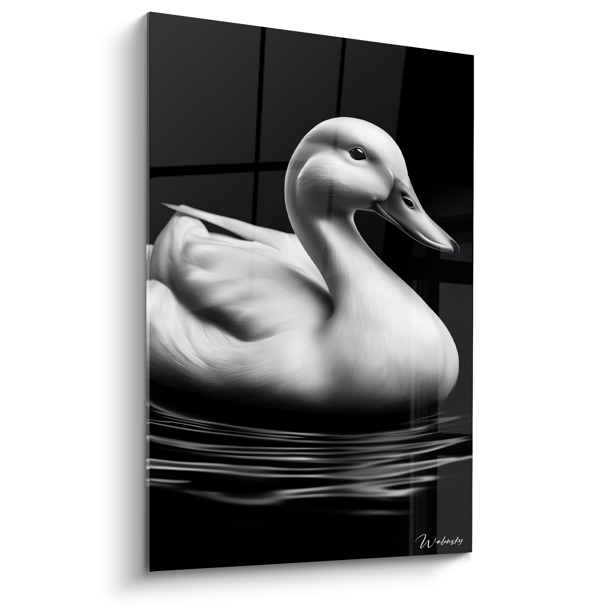 Canard blanc au plumage soyeux flottant sur une eau anthracite, tête tournée vers la droite