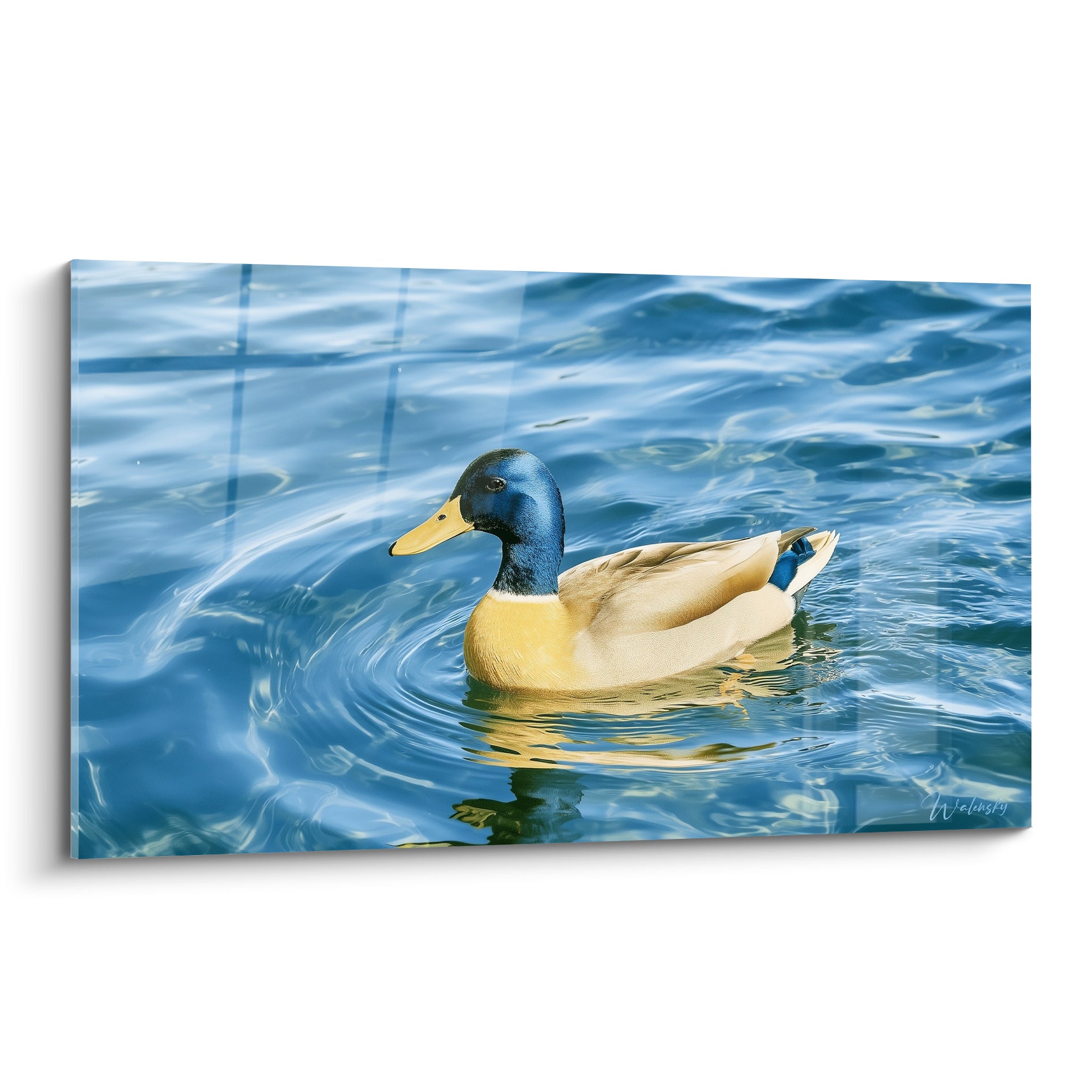 Canard colvert à tête bleu marine nageant sur une eau turquoise et dorée
