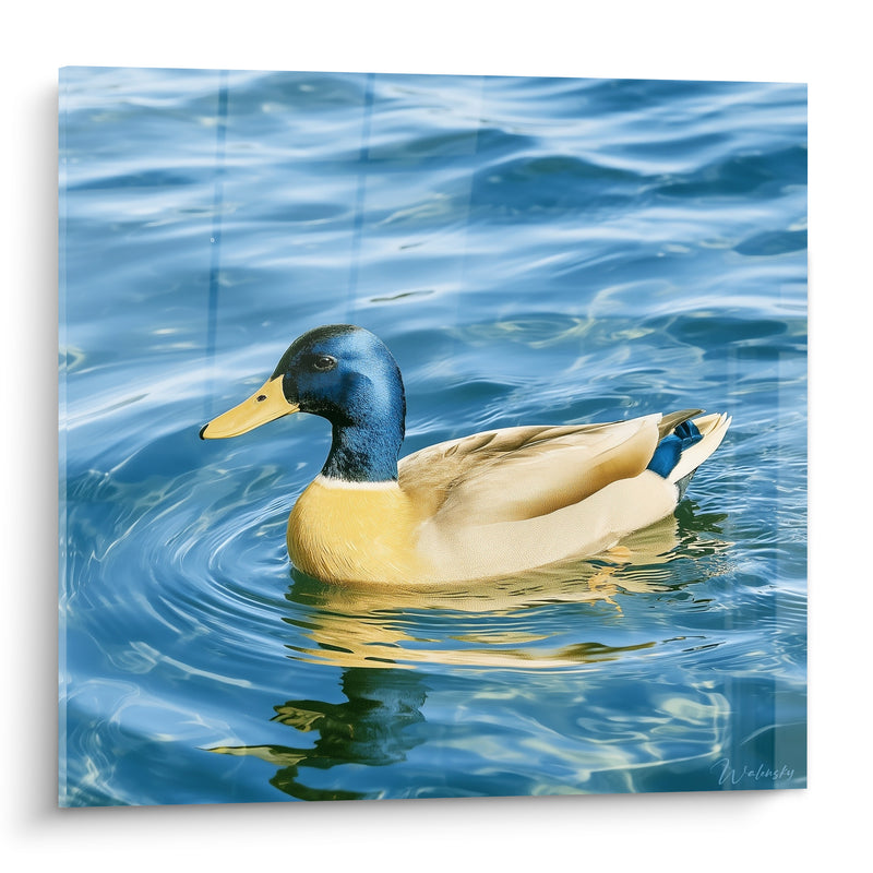 Tableau Canard colvert bleu et doré sur l'eau - Glisse paisible - Edition Canard
