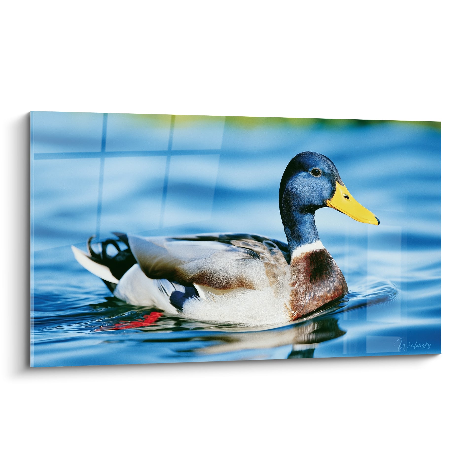 Canard colvert au plumage bleu marine et ambre flottant sur une eau turquoise miroitante