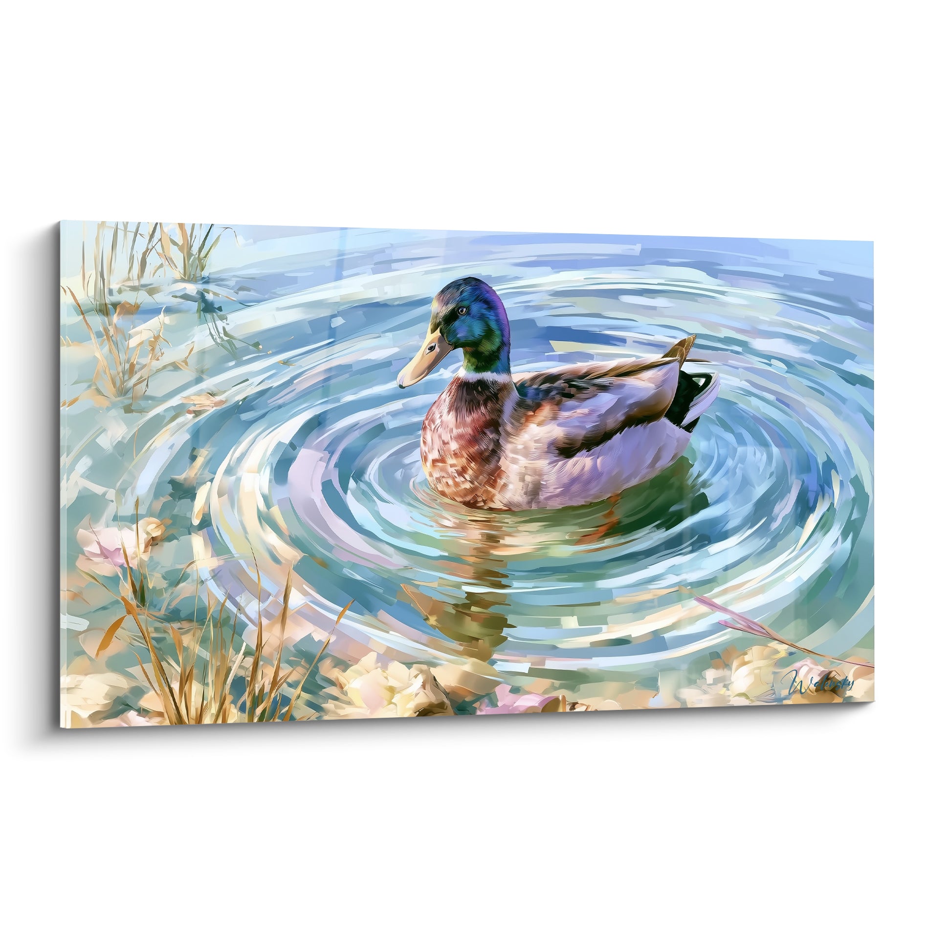 Canard colvert vert émeraude glissant sur une eau turquoise en cercles ondulés