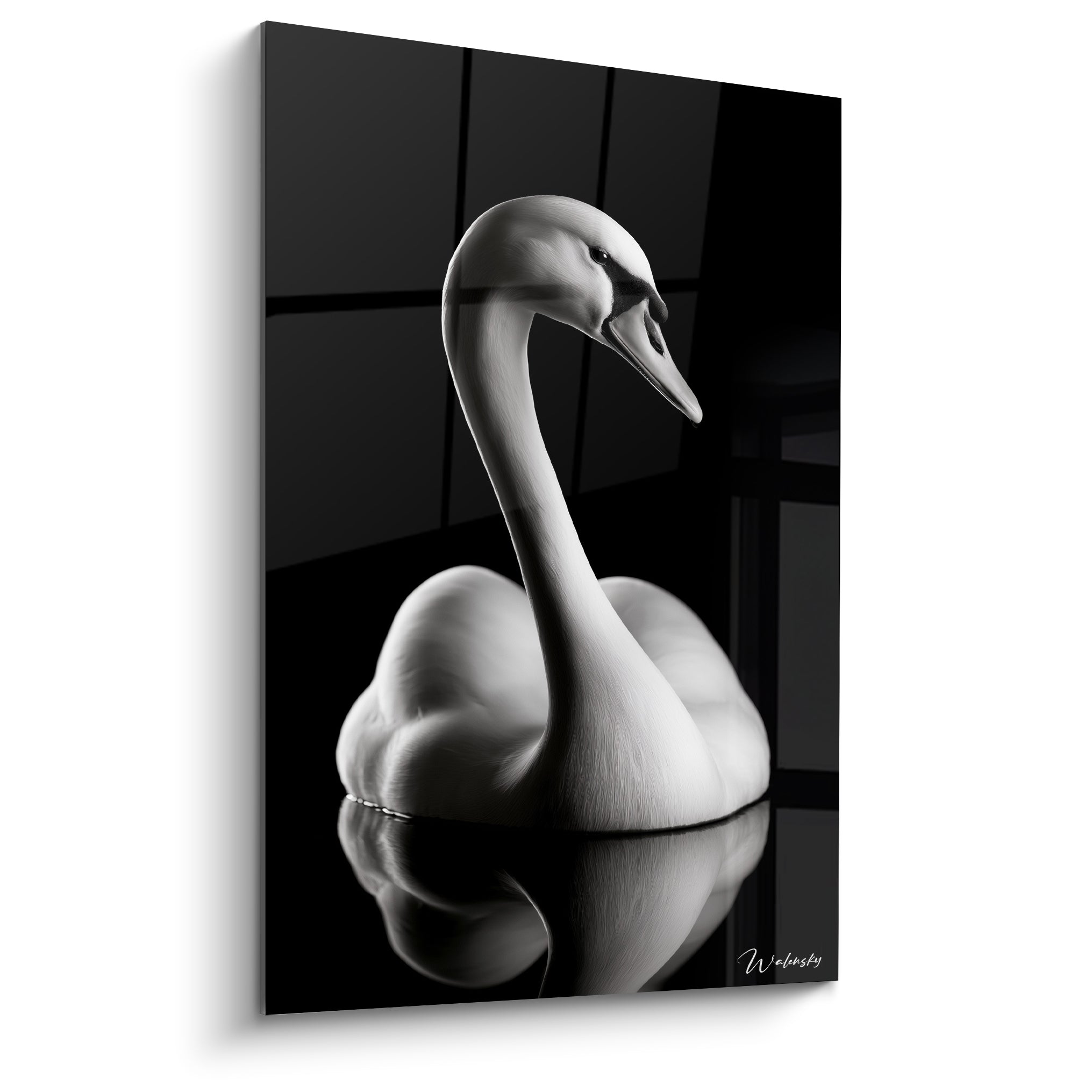 Cygne blanc au long cou incurvé, plumage ivoire sur fond noir profond structuré