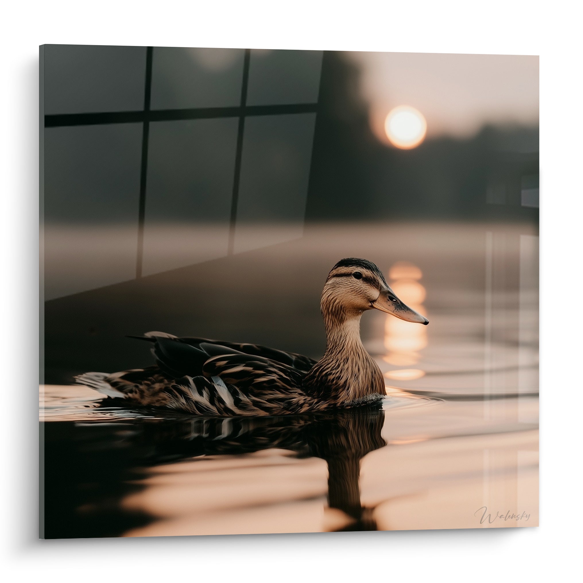 Canard brun et doré flottant sur une eau calme au soleil couchant anthracite