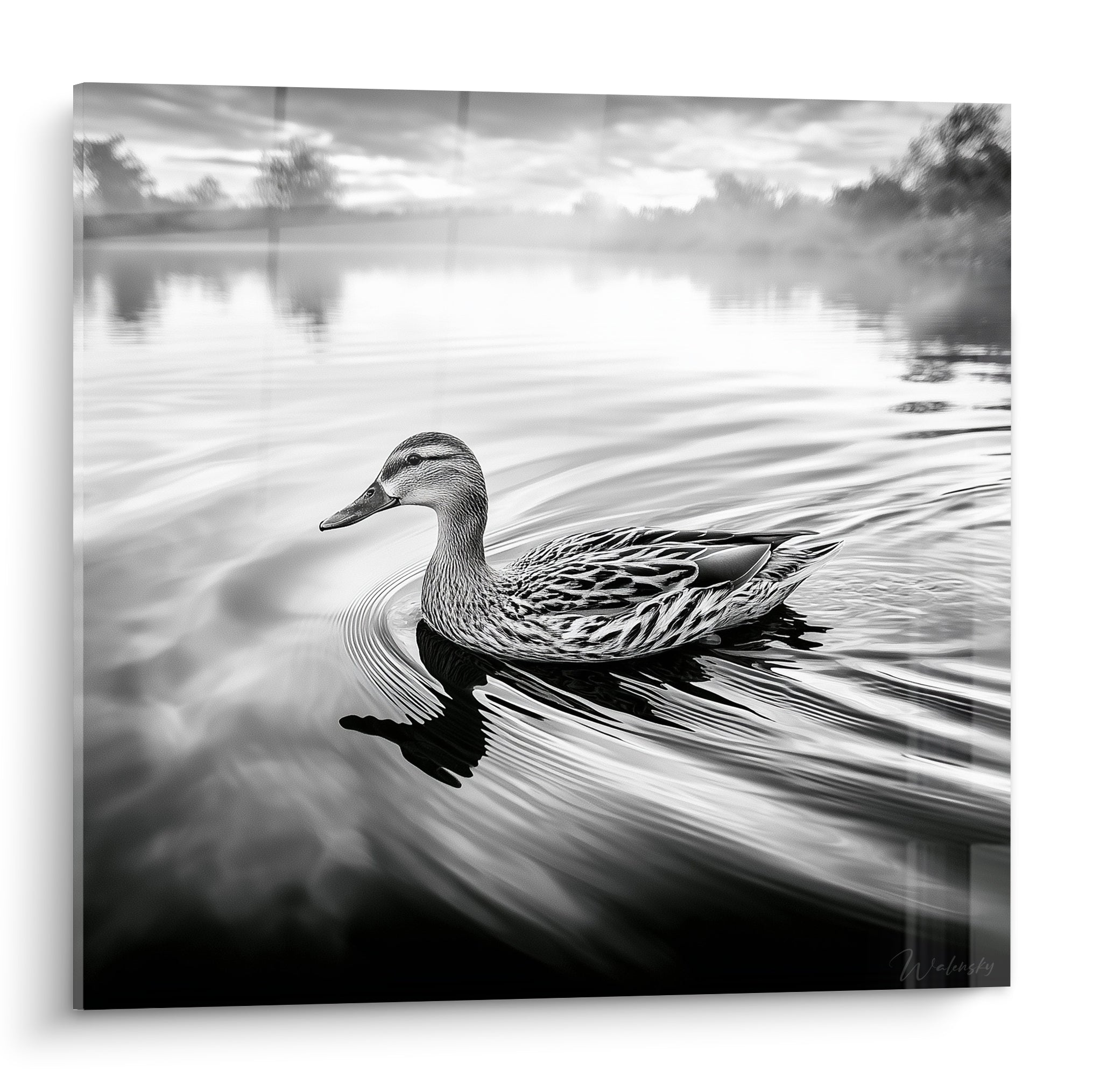 Canard gris glissant sur un lac brumeux, plumage texturé, eau anthracite et blanche.