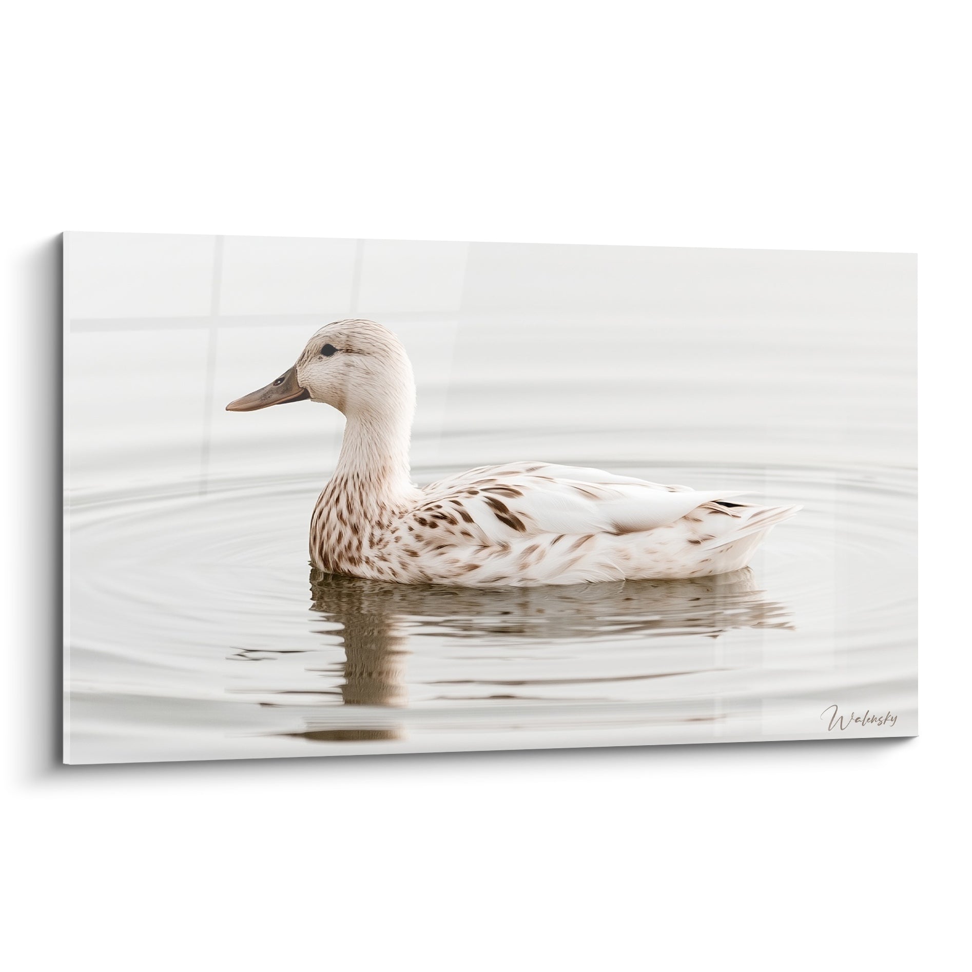 Canard ivoire et brun tacheté flottant sur une eau argentée, plumage délicat et reflet doux
