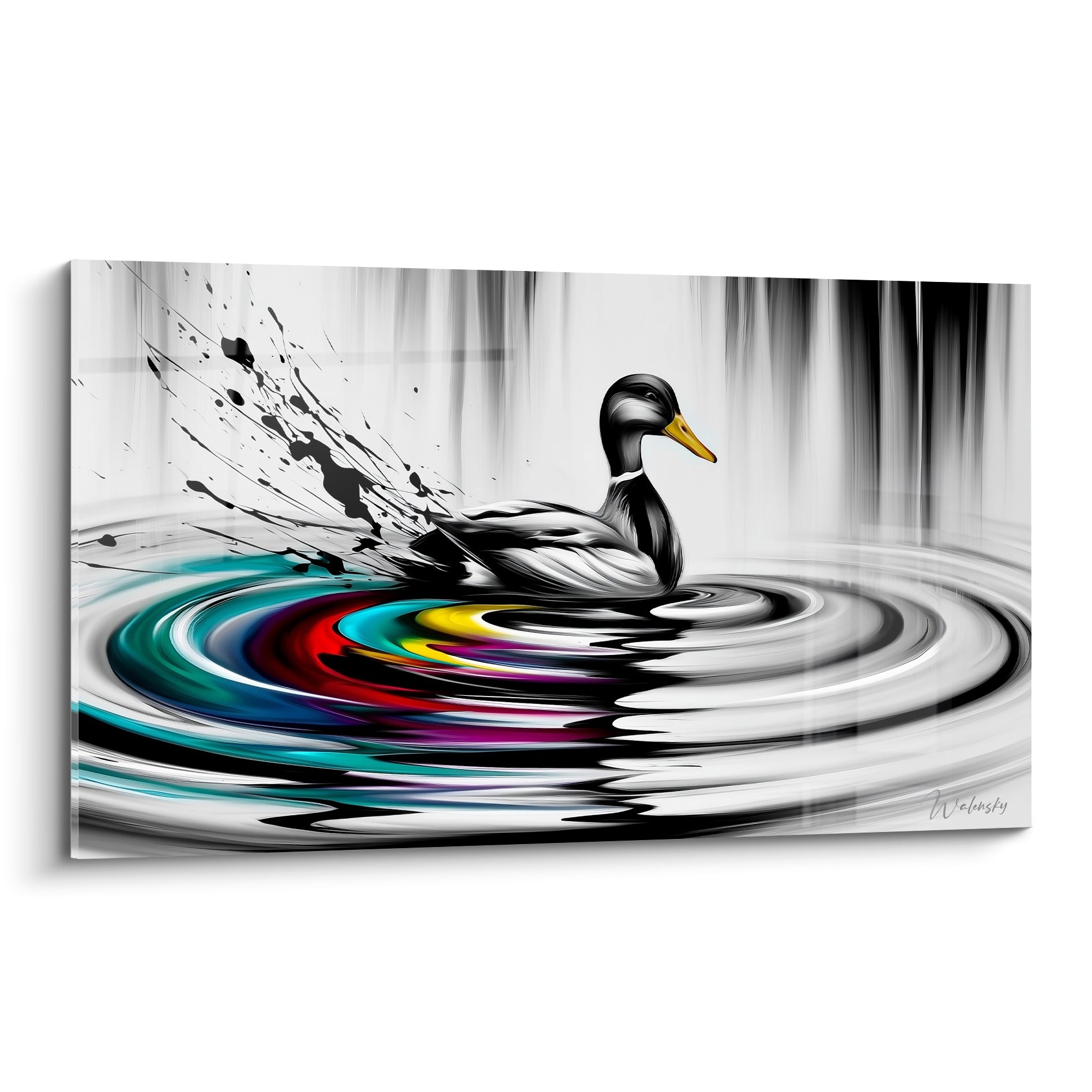Canard noir et blanc au bec doré, sillage d'ondes turquoise et rouges sur une eau calme