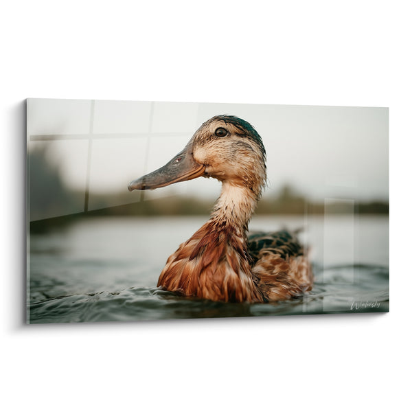 Brown and Green Duck Painting with Grey Beak - Detailed Wet Plumage - Duck Edition