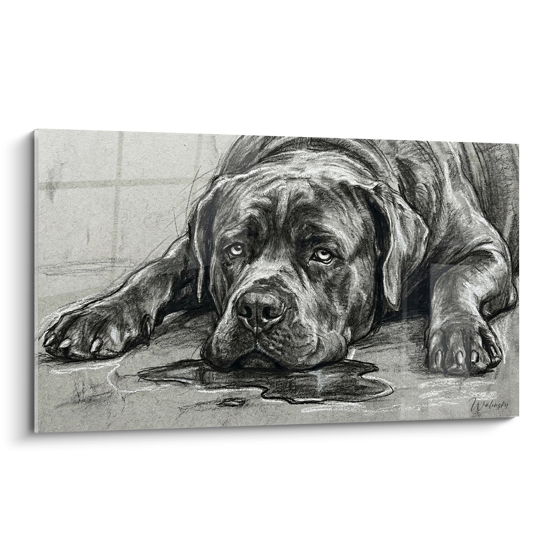 Dessin fusain Cane Corso allongé regard mélancolique noir et blanc art canin contemplatif