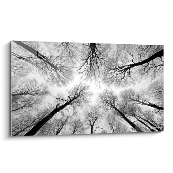 Alberi in vista dal suolo - Cappa celeste - Edizione paesaggio in bianco e nero