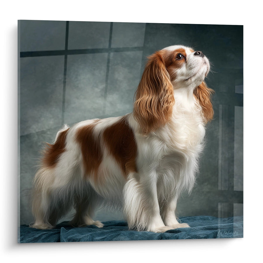 Tableau Cavalier King Charles Élégant Regard Vers le Ciel - Portrait Canin Raffiné - Edition Tableau Cavalier King Charles