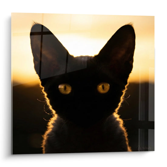 Tableau Chat noir aux yeux dorés à contre-jour - Regard du crépuscule - Edition Chat Devon rex