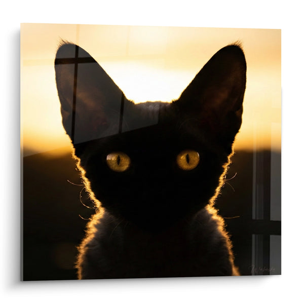 Quadri Gatto Nero Occhi Dorati Controluce - Sguardo del Crepuscolo - Edizione Gatto Devon Rex