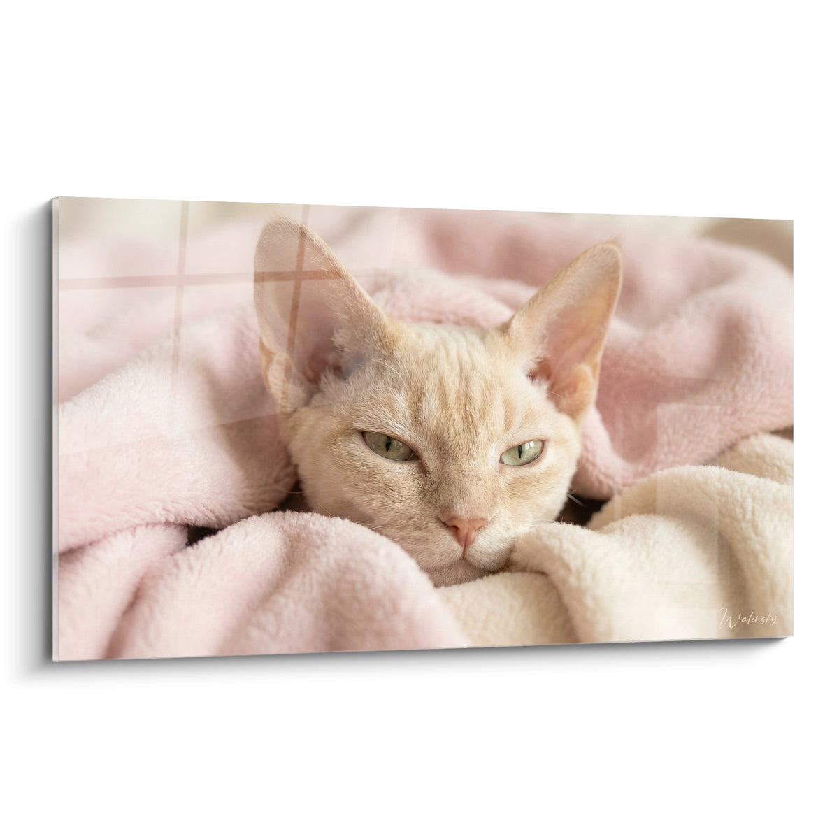 Chat Devon rex crème aux yeux verts blotti dans une couverture rose froissée