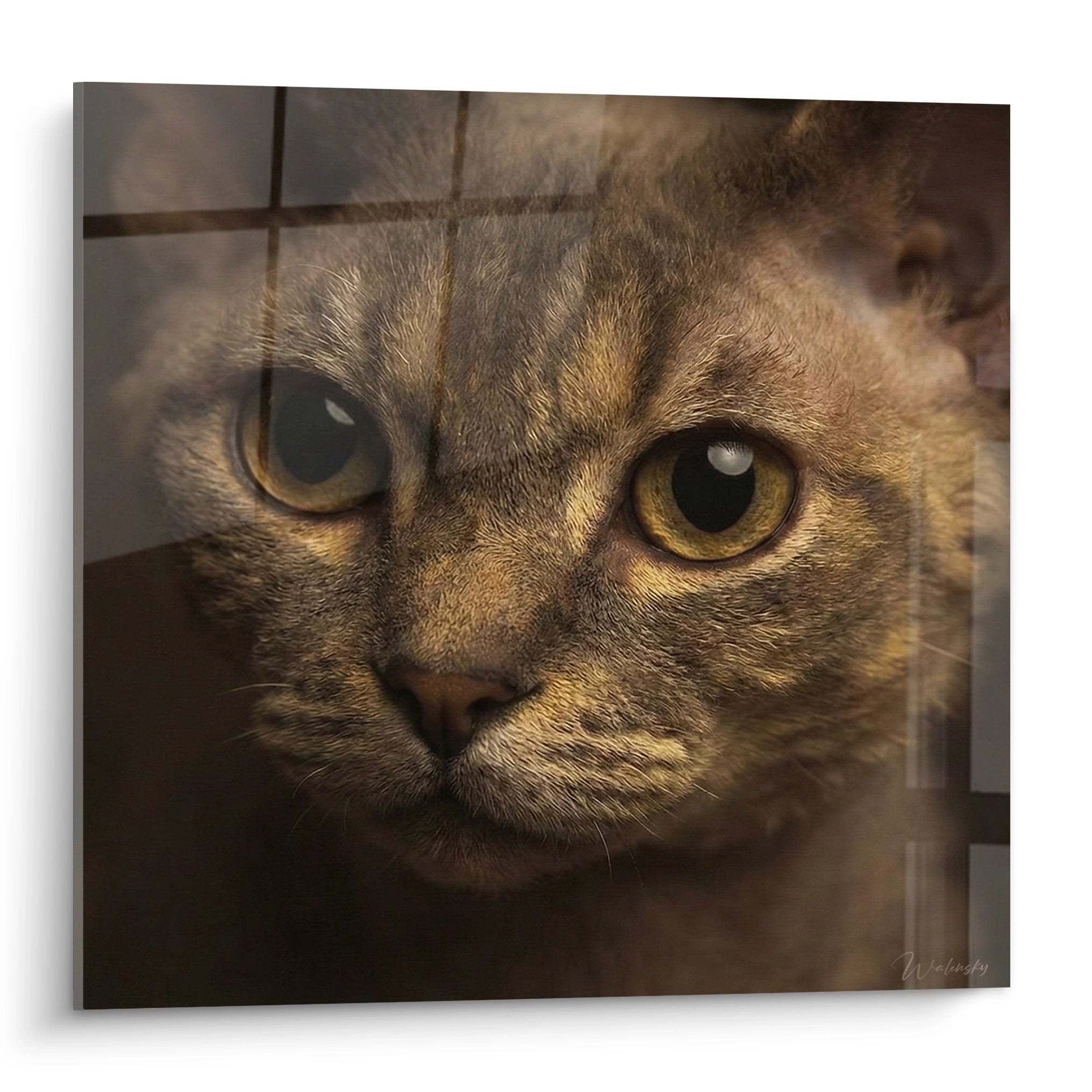 Chat Devon rex aux yeux ambrés et pelage fauve rayé, regard intense sur fond anthracite