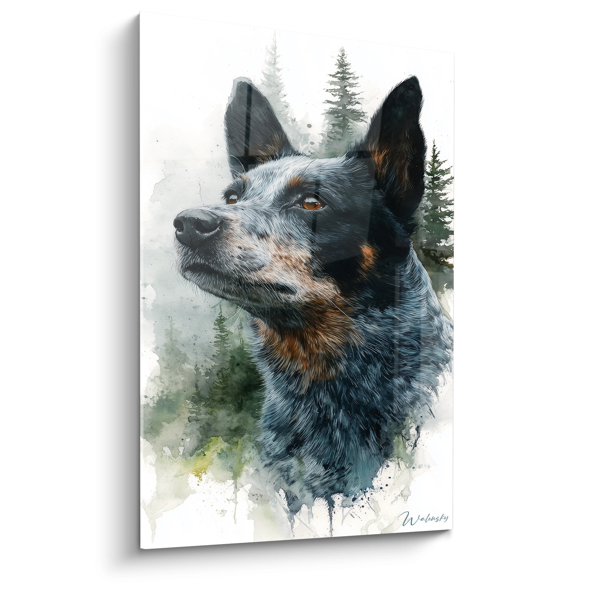 Tableau aquarelle chien Australian Cattle Dog pelage bleu merle yeux ambrés forêt sapins arrière-plan