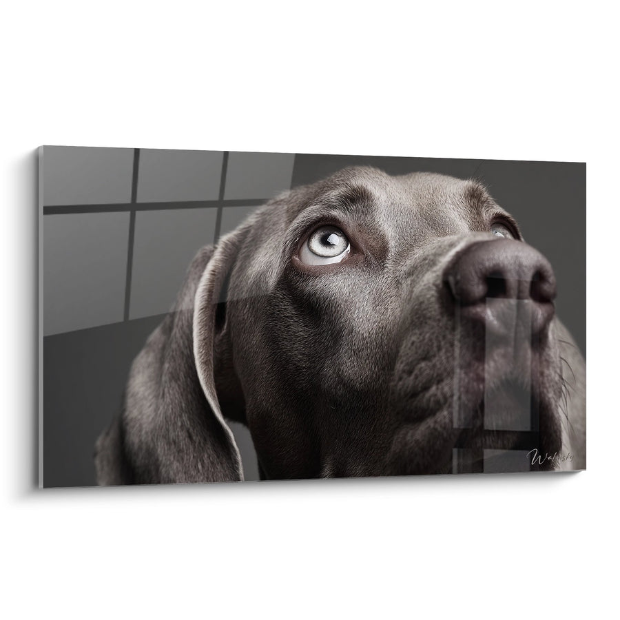 Tableau Chien Gris aux Yeux Bleus Regardant vers le Haut - Regard Intense - Edition Weimaraner