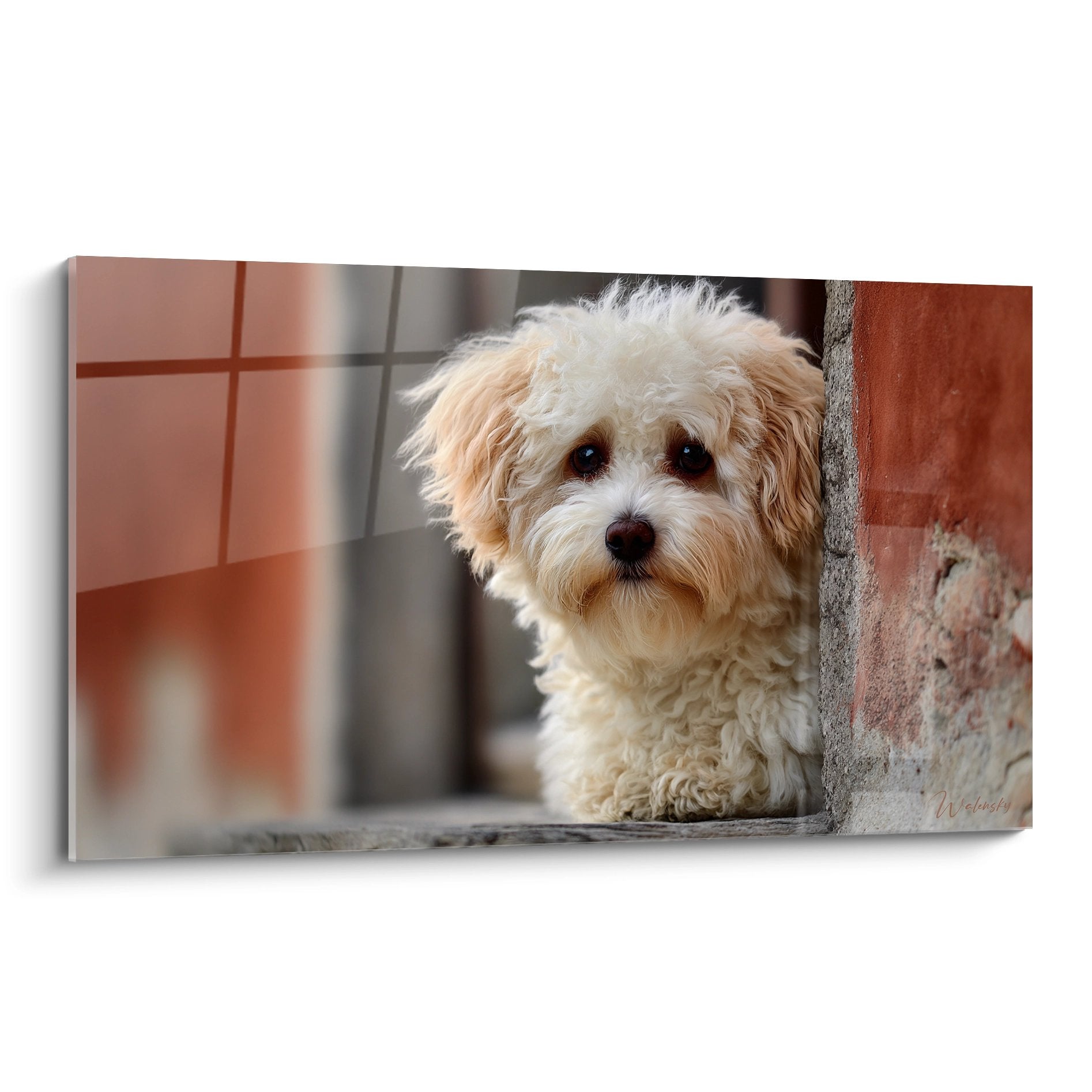 Tableau chiot Bichon Havanais pelage creme regard tendre seuil pierre patinee lumiere naturelle