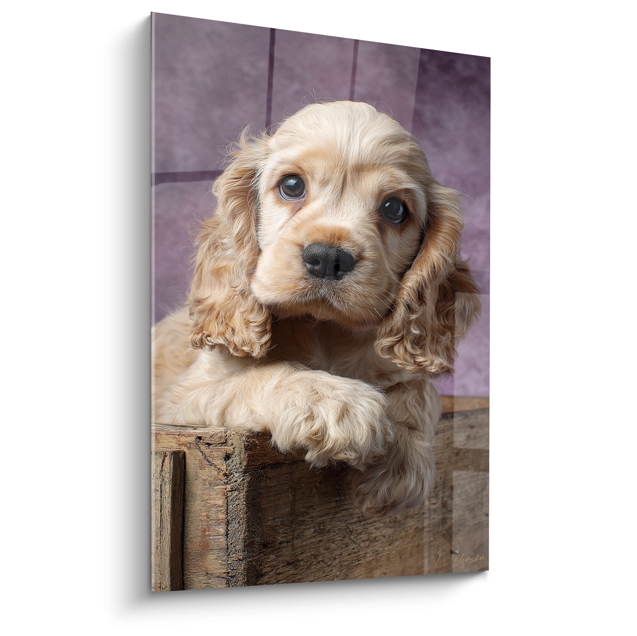 Adorable chiot Cocker Americain doré aux yeux bleus perché dans caisse bois vintage fond violet artistique