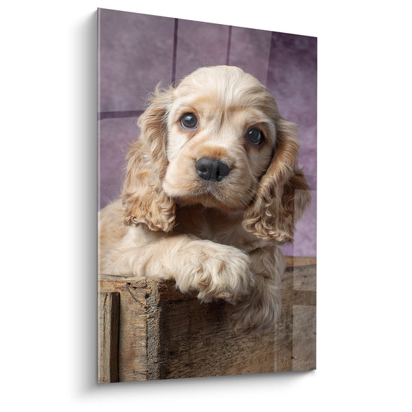 Cuadro de Cachorro Dorado de Ojos Azules en Caja de Madera - Ternura Canina - Edición Cocker Americano