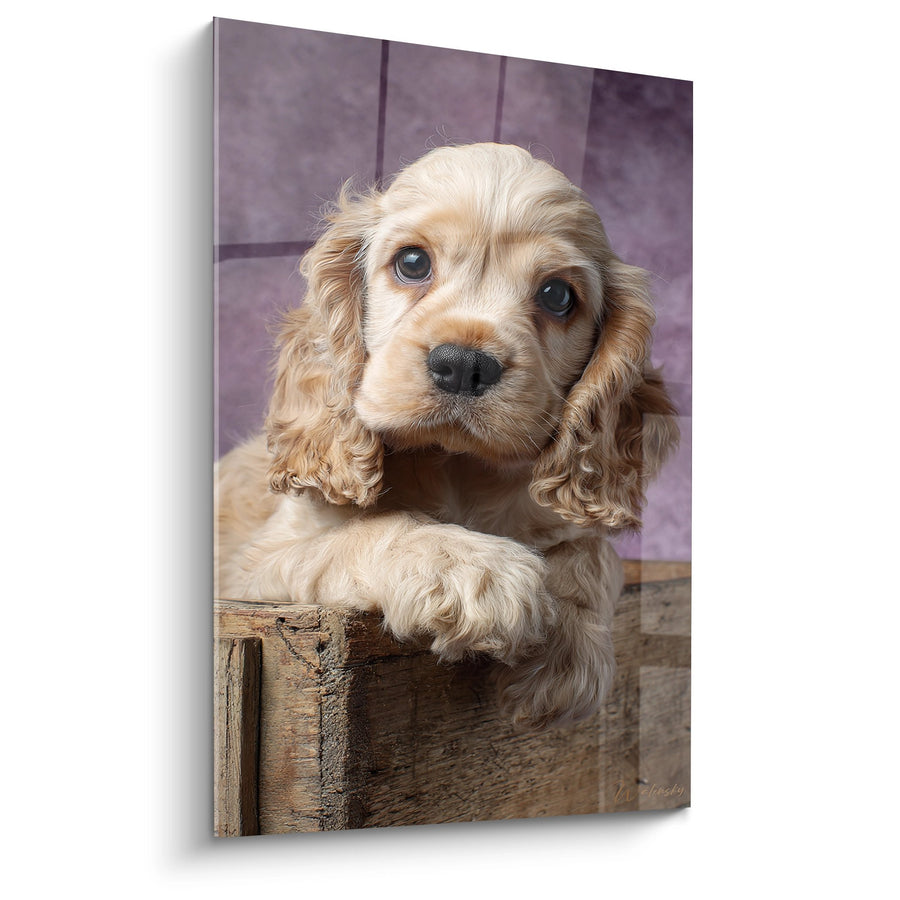 Tableau Chiot Doré aux Yeux Bleus dans Caisse en Bois - Tendresse Canine - Edition Cocker Americain