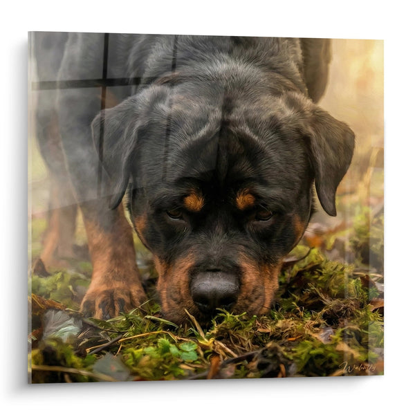 Tableau Chiot Rottweiler aux Yeux Ambrés dans la Mousse - Tendresse Naturelle - Edition Rottweiler