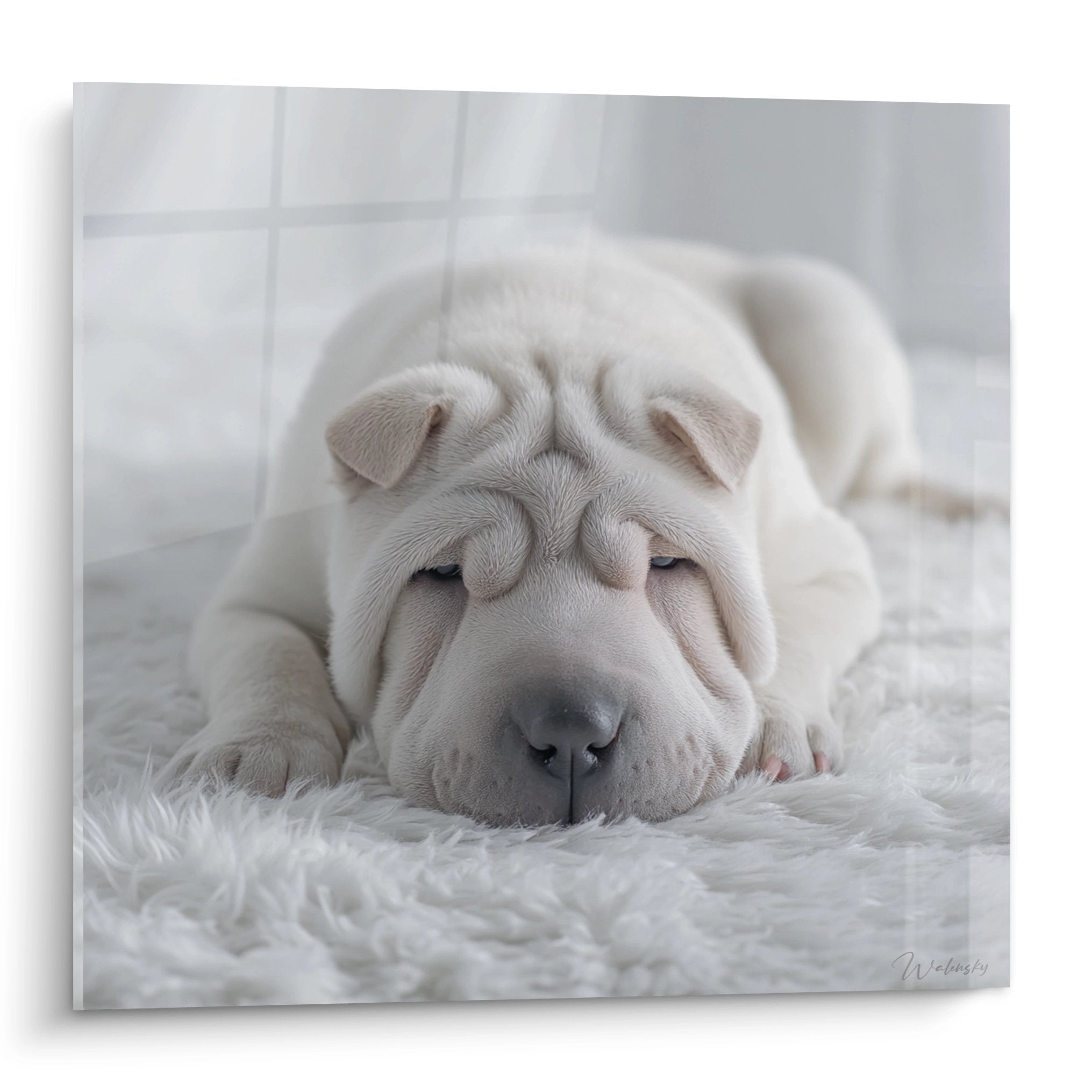 Tableau chiot Shar Pei crème endormi yeux mi-clos sur fourrure blanche moelleuse ambiance cocooning