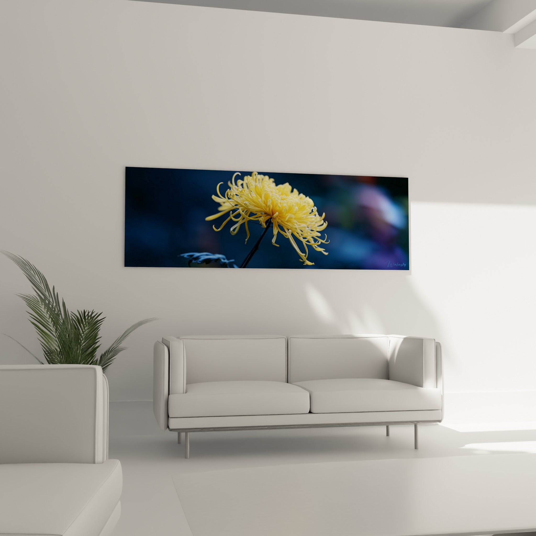 Pétales dorés du chrysanthème contrastant avec l'anthracite du fond au-dessus d'un canapé dans un salon lumineux