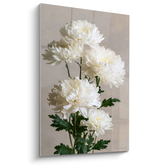Chrysanthème blanc en grappe dense, pétales ivoire et feuilles vert foncé sur fond taupe