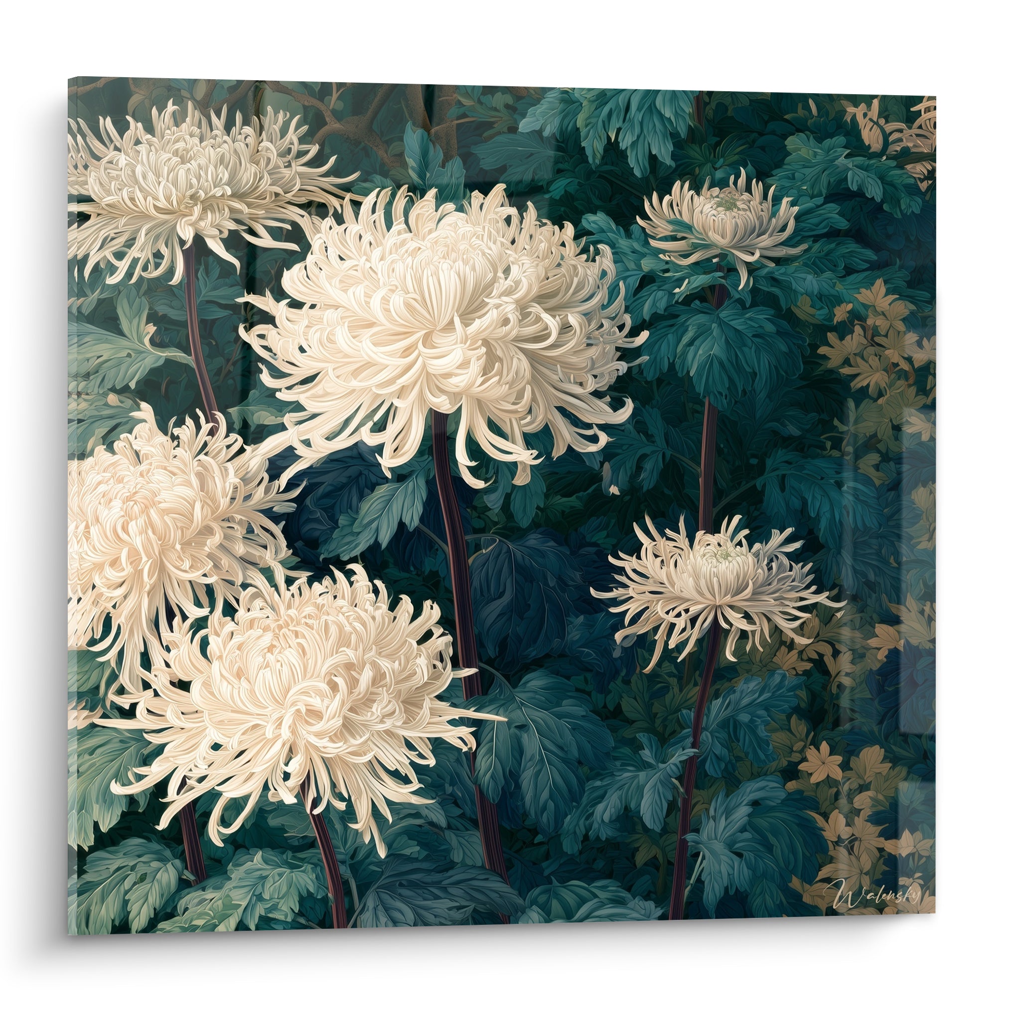 Chrysanthème blanc aux pétales effilés se détachant d'un feuillage vert anthracite dense
