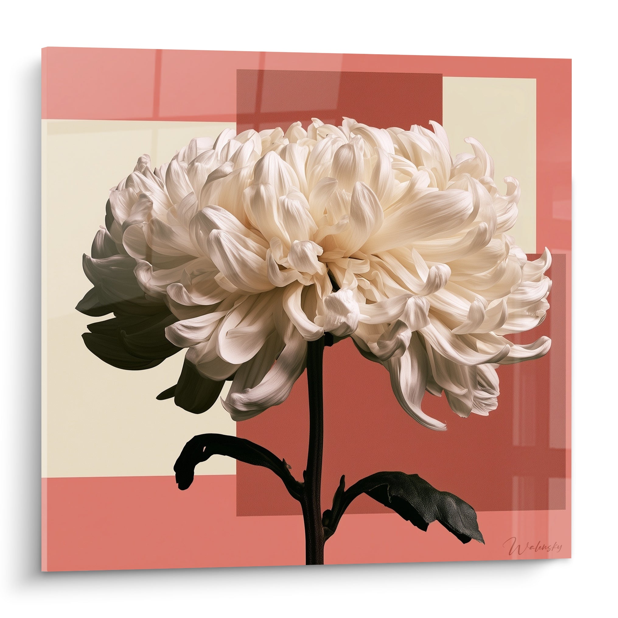 Chrysanthème blanc aux pétales incurvés sur fond corail et crème géométrique en aplats colorés