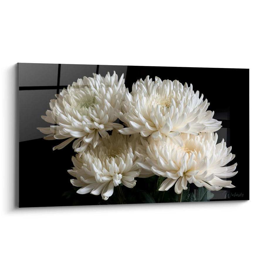 Blütenbild Chrysanthemen Weiß auf Schwarz - Nachtstrahl – Edition Chrysantheme