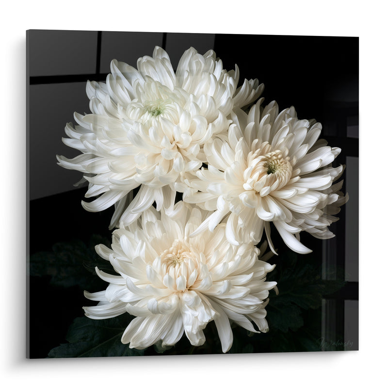 Tableau Chrysanthèmes blancs et crème sur fond noir - Trio floral compact - Edition Chrysanthème