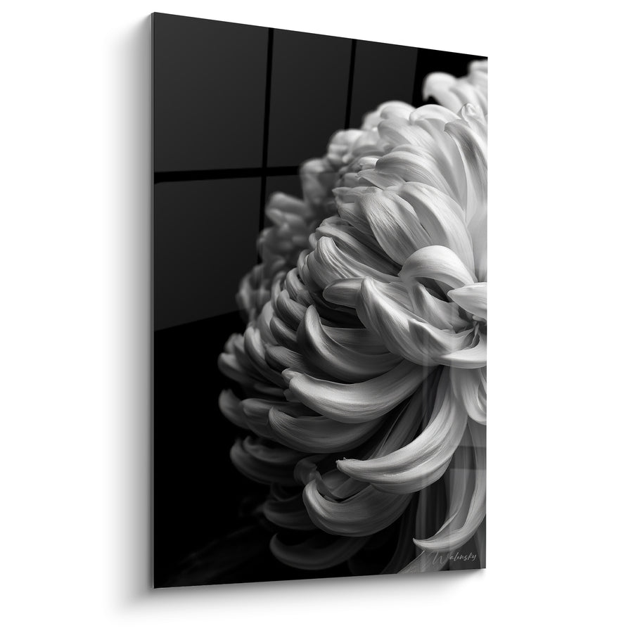 Gemälde Weißer und schwarzer Chrysantheme mit gebogenen Blütenblättern - Reflexion auf dunklem Glas - Chrysanthème Edition