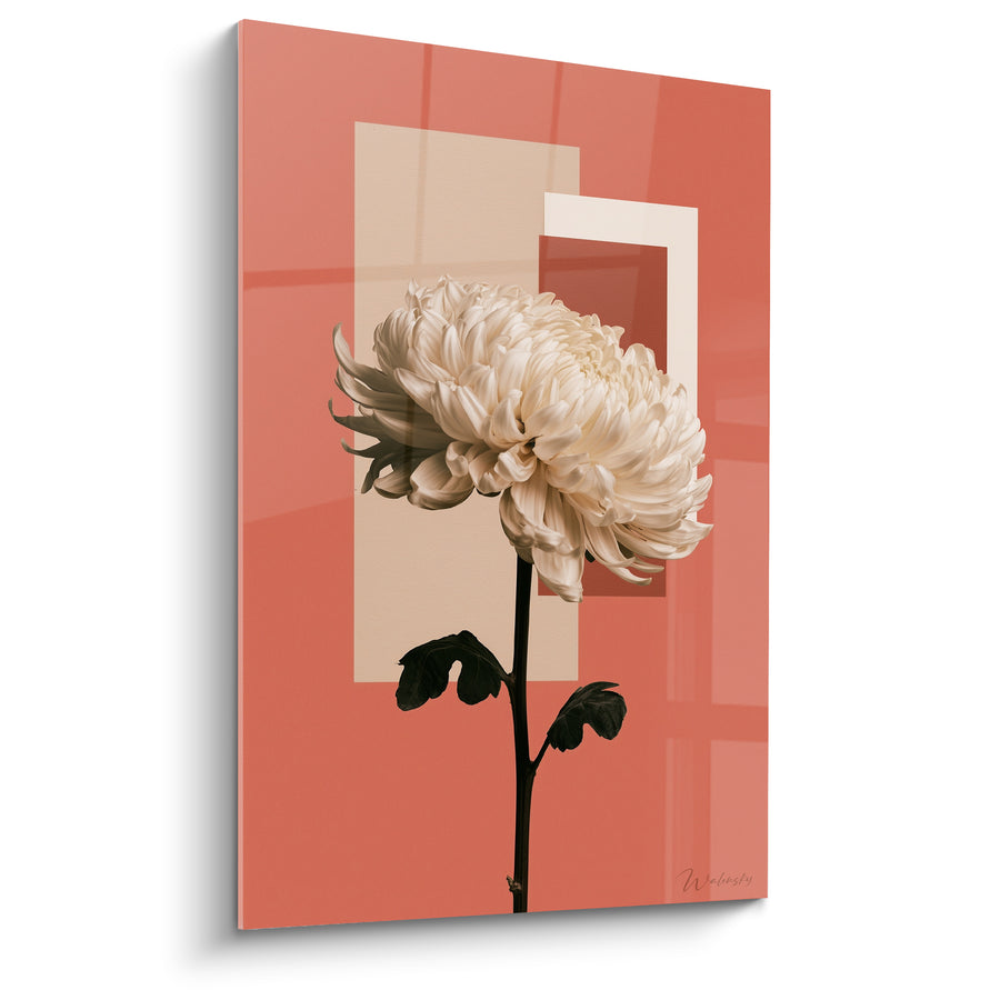 Blütenbild Chrysantheme Weiß auf Terrakotta-Hintergrund Geometrisch - Stille Blüte - Edition Chrysantheme
